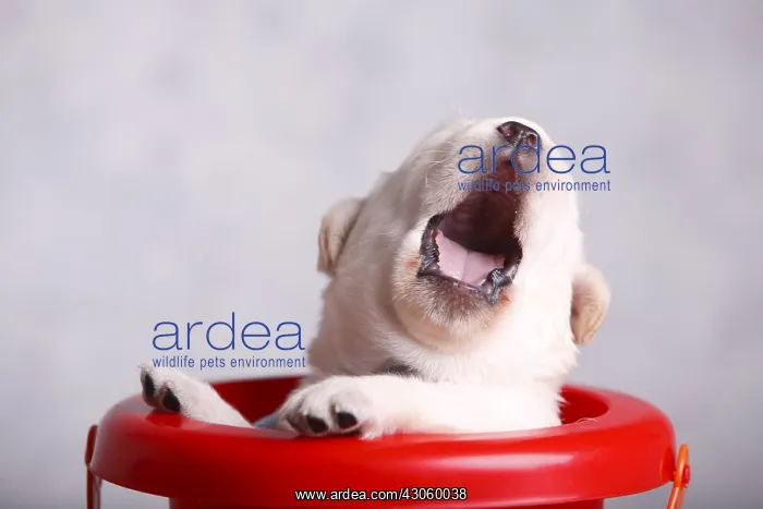  : Labrador puppy yawning in a plastic bucket France