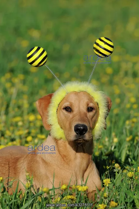 : Labrador Retriever, bitch, yellow coloured, wearing : Labrador Retriever, bitch, yellow coloured, wearing