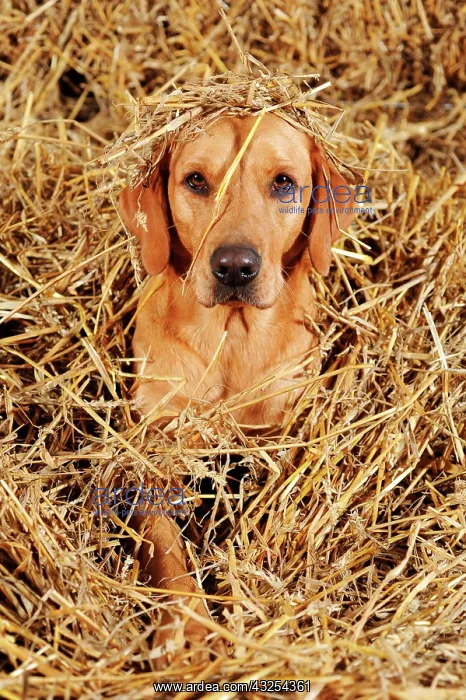 : Labrador Retriever, bitch, yellow, lying in straw : Labrador Retriever, bitch, yellow, lying in straw