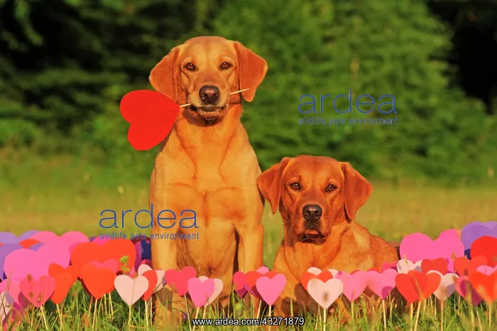 : Labrador Retriever, bitches, yellow, in front of : Labrador Retriever, bitches, yellow, in front of