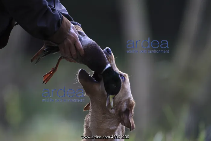 : Labrador Retriever bringing back a duck to its master : Labrador Retriever bringing back a duck to its master