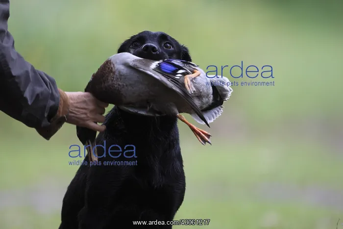 : Labrador Retriever bringing back a duck to its master : Labrador Retriever bringing back a duck to its master