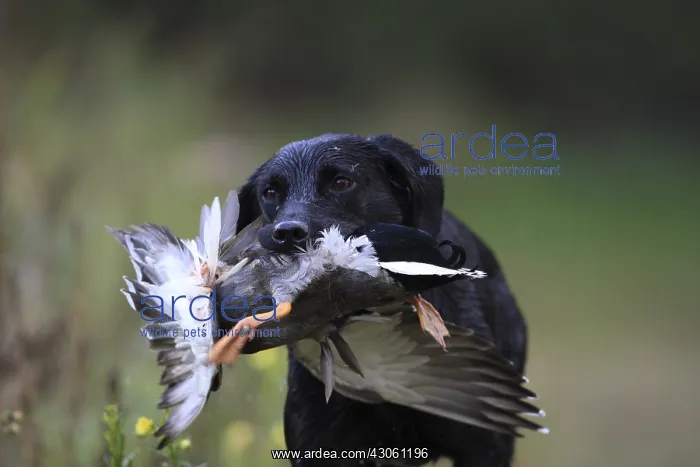 : Labrador Retriever bringing back a killed mallard duck : Labrador Retriever bringing back a killed mallard duck
