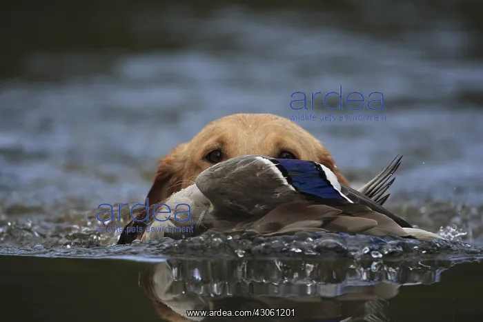 : Labrador Retriever bringing back a mallard duck : Labrador Retriever bringing back a mallard duck