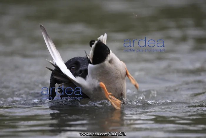 : Labrador Retriever bringing back a mallard duck : Labrador Retriever bringing back a mallard duck