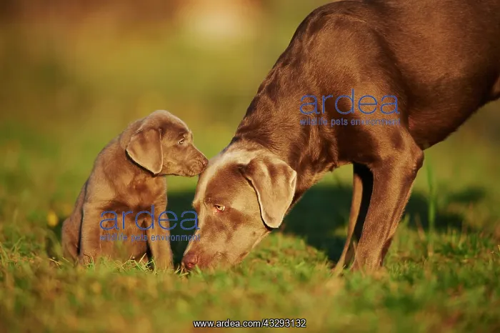 : Labrador Retriever, dam with puppy on a meadow : Labrador Retriever, dam with puppy on a meadow