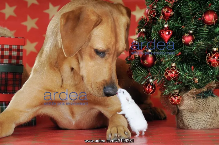 : Labrador Retriever and a Djungarian Dwarf Hamster : Labrador Retriever and a Djungarian Dwarf Hamster
