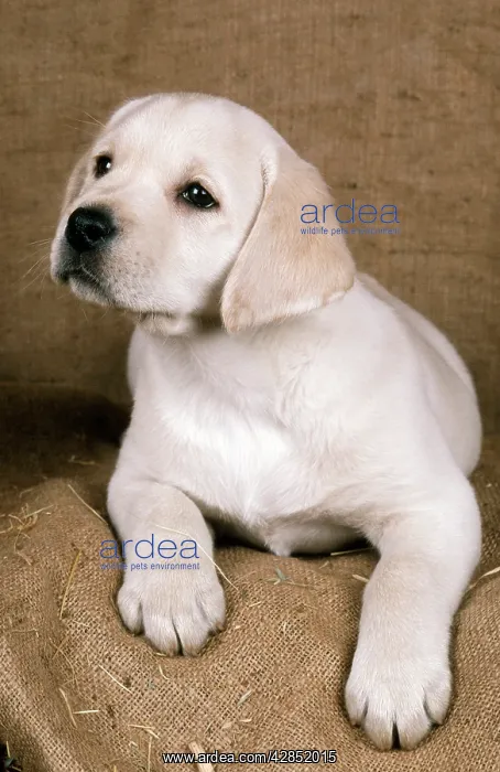 : Labrador Retriever Dog : Labrador Retriever Dog