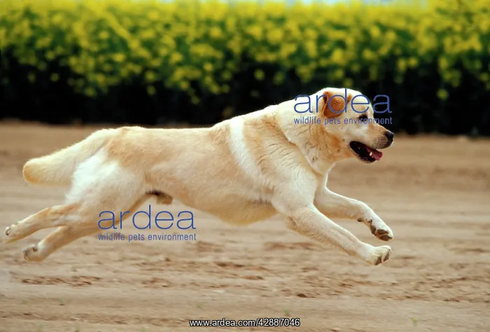 : Labrador Retriever Dog : Labrador Retriever Dog