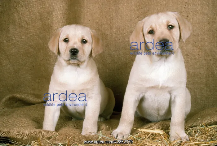 : Labrador Retriever Dog - 8 week old puppies sitting : Labrador Retriever Dog - 8 week old puppies sitting