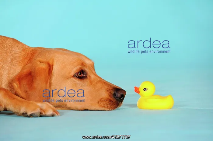 : Labrador Retriever dog, bitch, lying in front of : Labrador Retriever dog, bitch, lying in front of