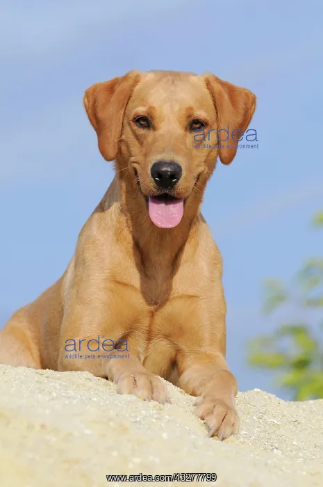 : Labrador Retriever dog, bitch, lying on a sand dune : Labrador Retriever dog, bitch, lying on a sand dune