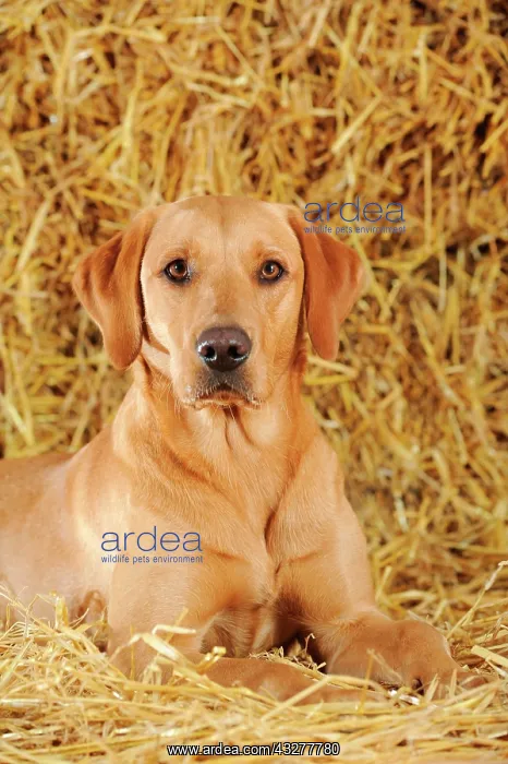 : Labrador Retriever dog, bitch, lying on straw : Labrador Retriever dog, bitch, lying on straw