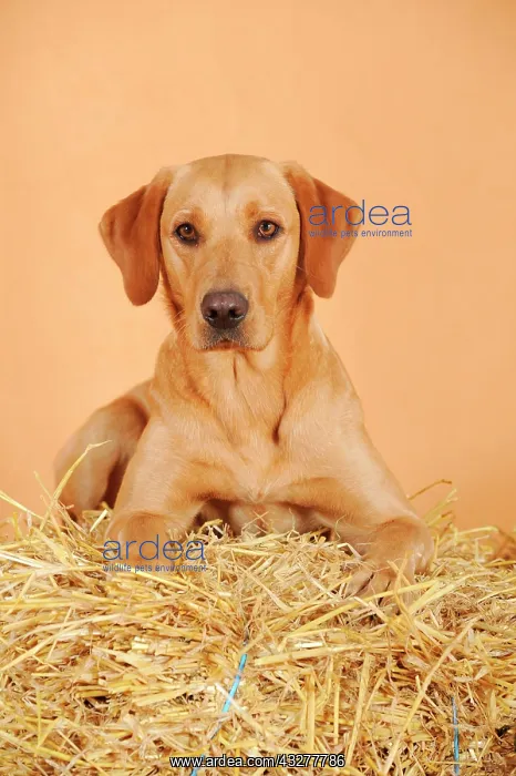 : Labrador Retriever dog, bitch, lying on straw bale : Labrador Retriever dog, bitch, lying on straw bale