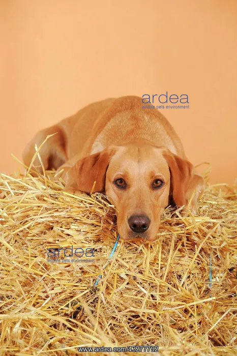 : Labrador Retriever dog, bitch, lying on straw bale : Labrador Retriever dog, bitch, lying on straw bale