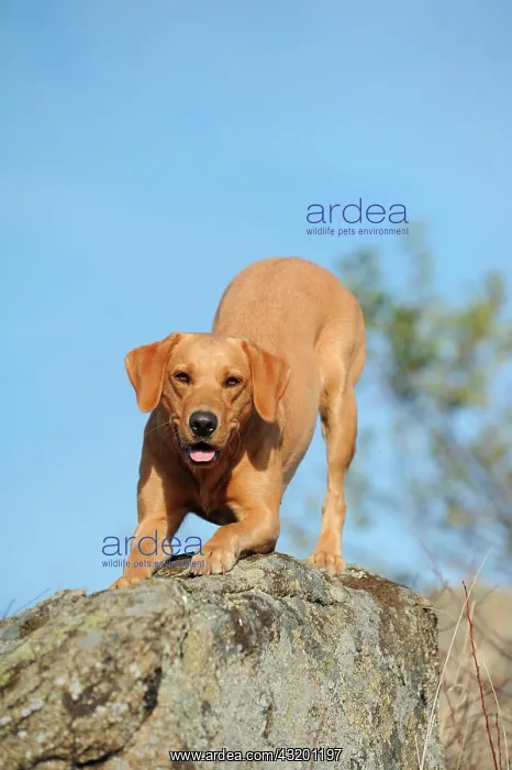 : Labrador Retriever dog, bitch, perched on rocks : Labrador Retriever dog, bitch, perched on rocks
