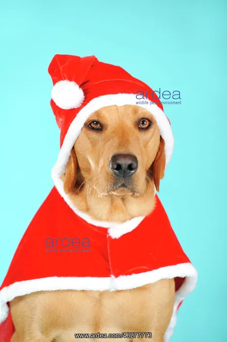 : Labrador Retriever dog, bitch, wearing a Santa costume : Labrador Retriever dog, bitch, wearing a Santa costume