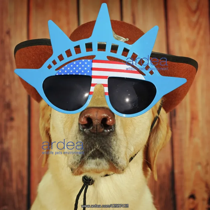  : Labrador Retriever Dog, male wearing American