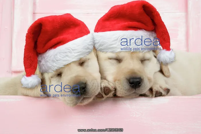 : Labrador retriever Dog, puppies asleep in a wooden : Labrador retriever Dog, puppies asleep in a wooden