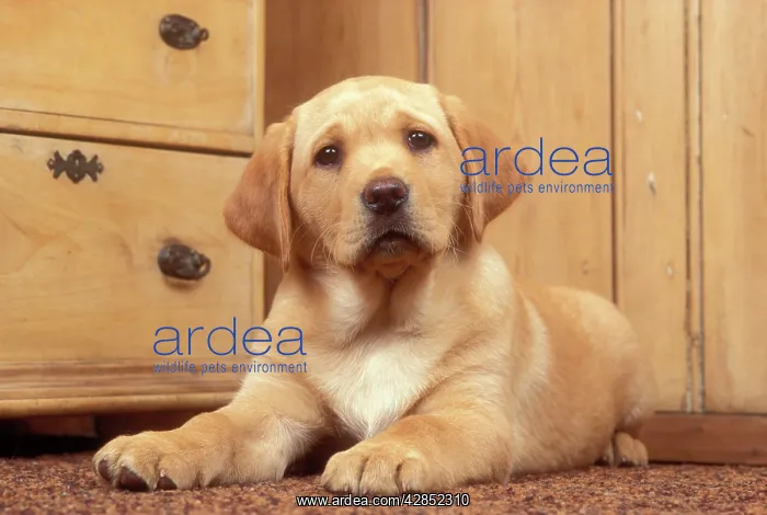 : LABRADOR RETRIEVER DOG - Puppy : LABRADOR RETRIEVER DOG - Puppy