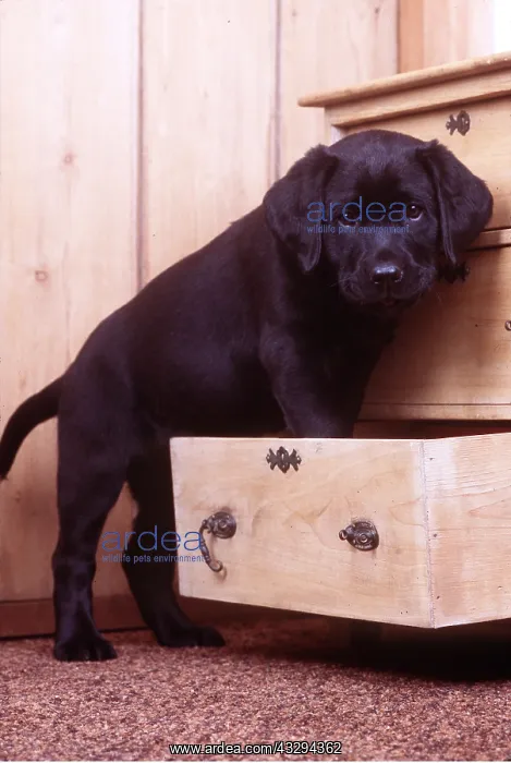  : Labrador Retriever DOG - puppy standing in drawer