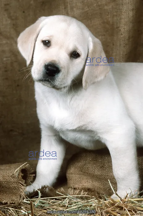 : Labrador Retriever DOG - eight week old puppy : Labrador Retriever DOG - eight week old puppy