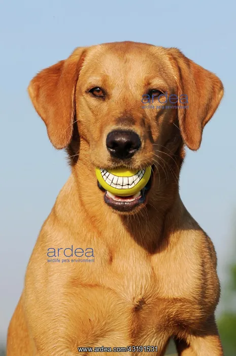  : Labrador Retriever, female dog, holding a ball
