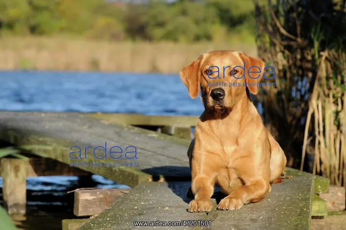 : Labrador Retriever, female dog, lying on the boardwalk : Labrador Retriever, female dog, lying on the boardwalk