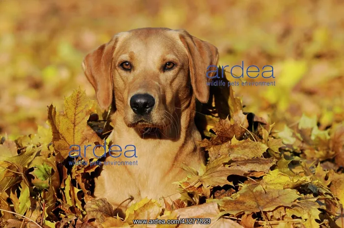 : Labrador Retriever, female dog, lying in a pile : Labrador Retriever, female dog, lying in a pile
