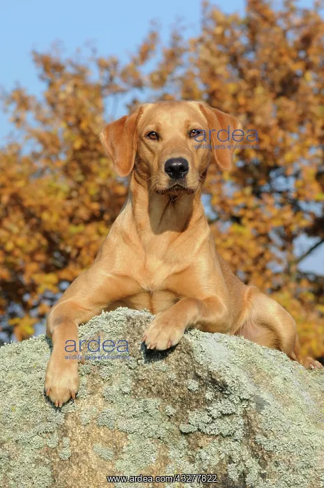 : Labrador Retriever, female dog, lying on rock in : Labrador Retriever, female dog, lying on rock in
