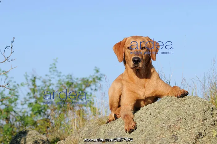 : Labrador Retriever, female dog, lying on rocks : Labrador Retriever, female dog, lying on rocks