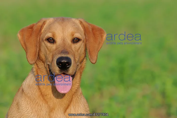 : Labrador Retriever, female dog, portrait : Labrador Retriever, female dog, portrait