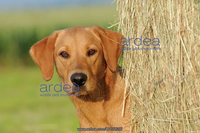  : Labrador Retriever, female dog, portrait, standing