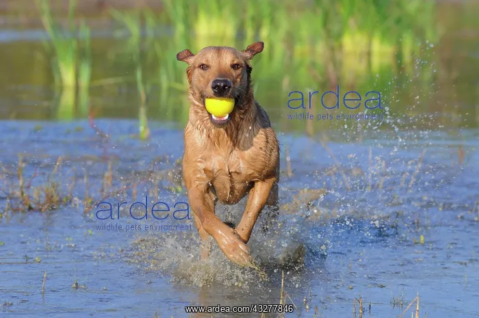 : Labrador Retriever, female dog, running through : Labrador Retriever, female dog, running through
