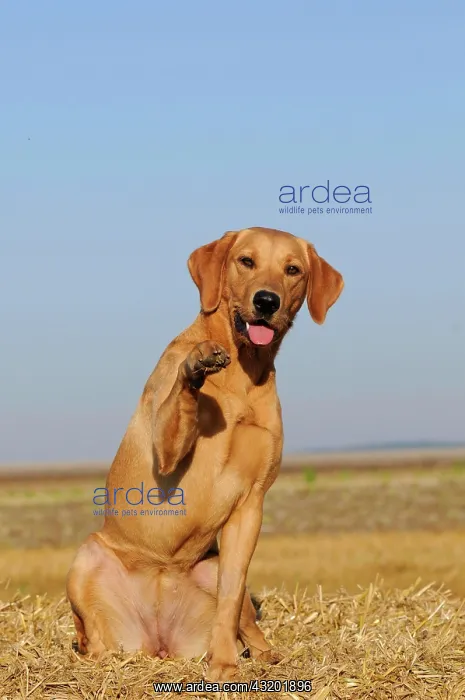 : Labrador Retriever, female dog, sitting on a bale : Labrador Retriever, female dog, sitting on a bale