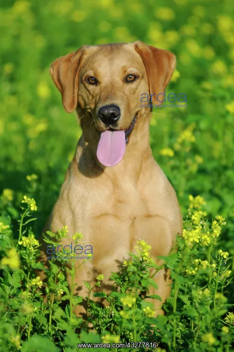 : Labrador Retriever, female dog, sitting in a meadow : Labrador Retriever, female dog, sitting in a meadow