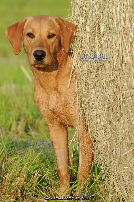 : Labrador Retriever, female dog, standing next to : Labrador Retriever, female dog, standing next to