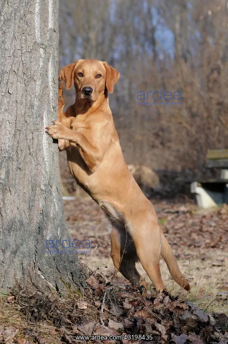 : Labrador Retriever, female dog, standing erect against : Labrador Retriever, female dog, standing erect against