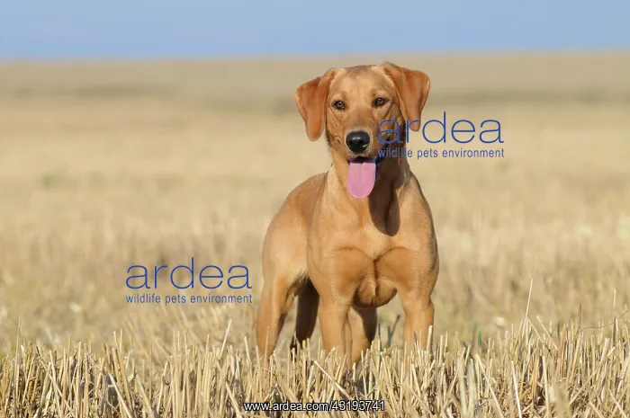 : Labrador Retriever, female dog, standing in a stubble : Labrador Retriever, female dog, standing in a stubble