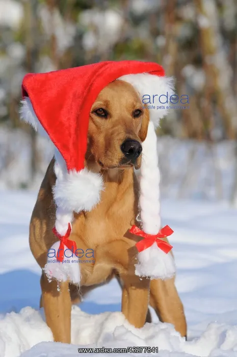 : Labrador Retriever, female dog, wearing a Santa : Labrador Retriever, female dog, wearing a Santa