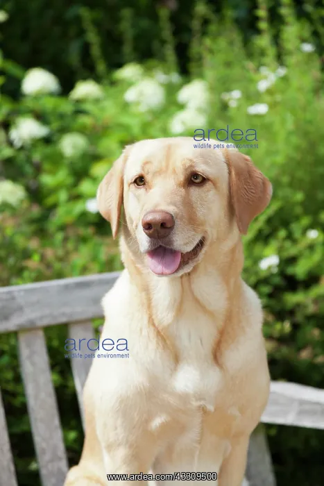 : Labrador retriever, female, on park bench, sideways : Labrador retriever, female, on park bench, sideways
