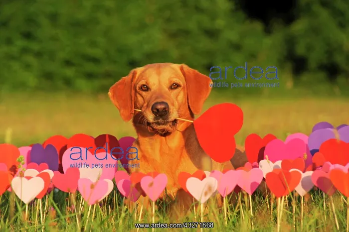 : Labrador Retriever, female, yellow, holding deco : Labrador Retriever, female, yellow, holding deco