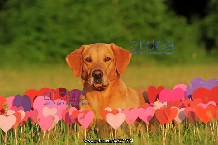 : Labrador Retriever, female, yellow, lying in front : Labrador Retriever, female, yellow, lying in front