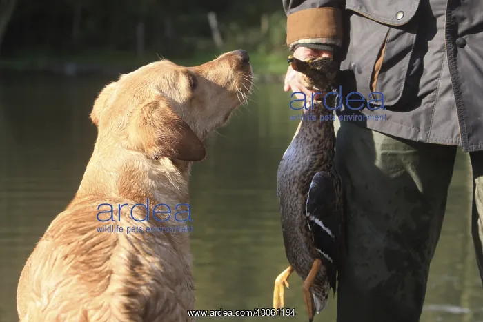 : Labrador Retriever and hunter with duck : Labrador Retriever and hunter with duck