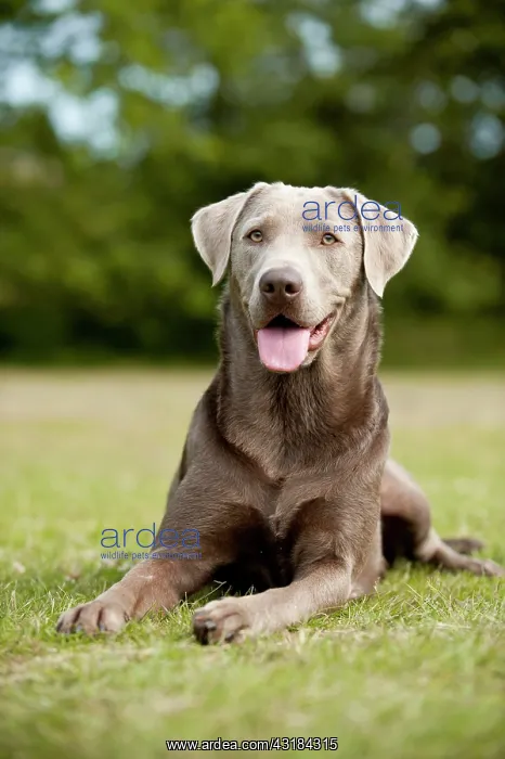 : Labrador Retriever, lying : Labrador Retriever, lying