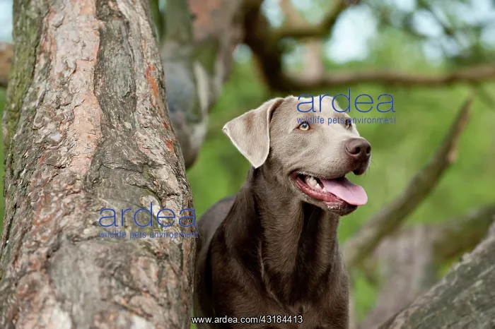 : Labrador Retriever, portrait : Labrador Retriever, portrait