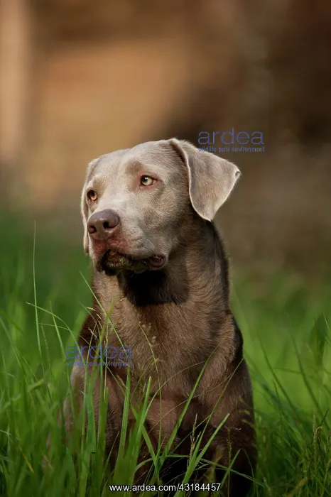 : Labrador Retriever, portrait : Labrador Retriever, portrait