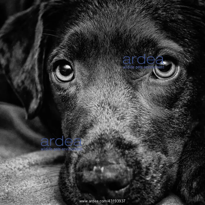 : Labrador Retriever, portrait Hund, Labrador Retriever : Labrador Retriever, portrait Hund, Labrador Retriever