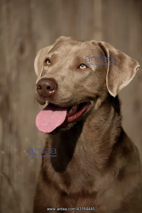 : Labrador Retriever, portrait in front of a wooden : Labrador Retriever, portrait in front of a wooden