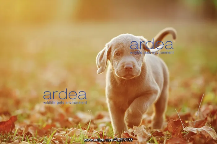 : Labrador Retriever puppie walking on a meadow in : Labrador Retriever puppie walking on a meadow in